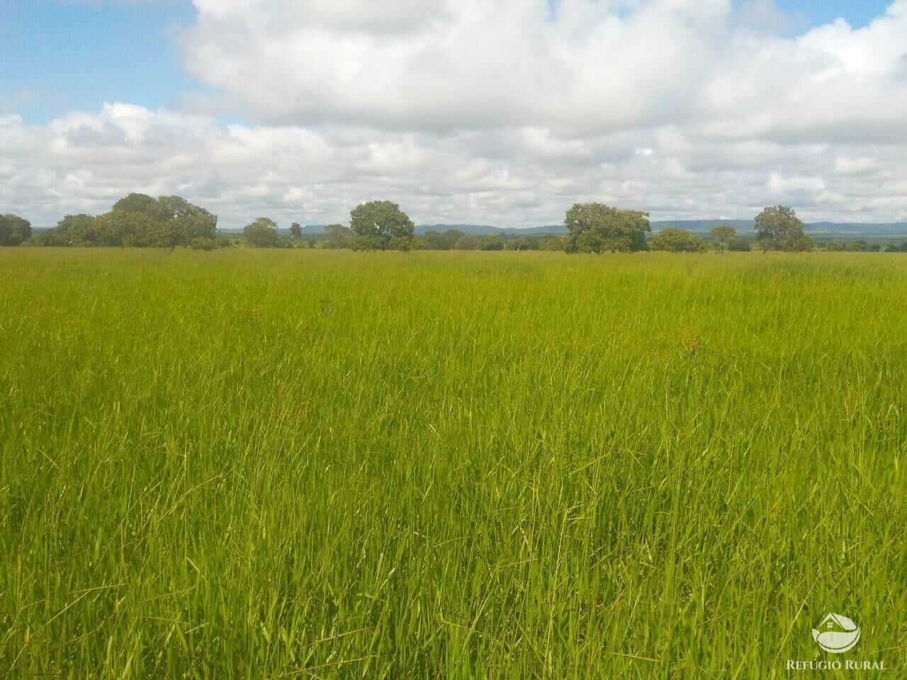 Fazenda em Paracatu/Minas Gerais — Ref P76CL4 — Imagem 4