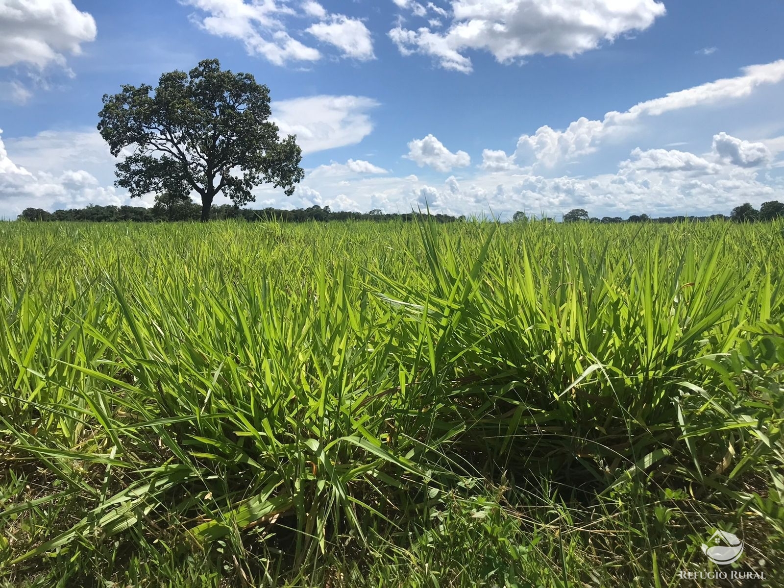 Fazenda à venda com 2 quartos, 12584000m² - Foto 11