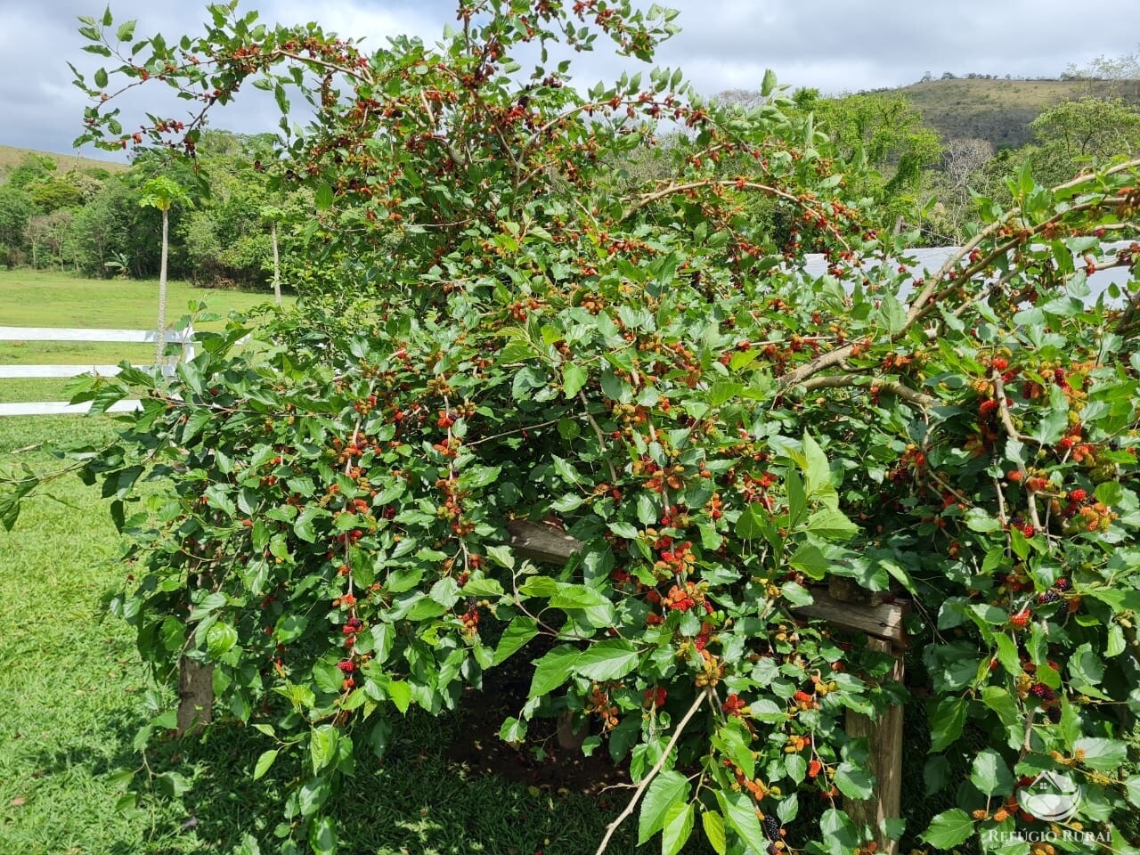 Fazenda à venda com 3 quartos, 47500m² - Foto 22