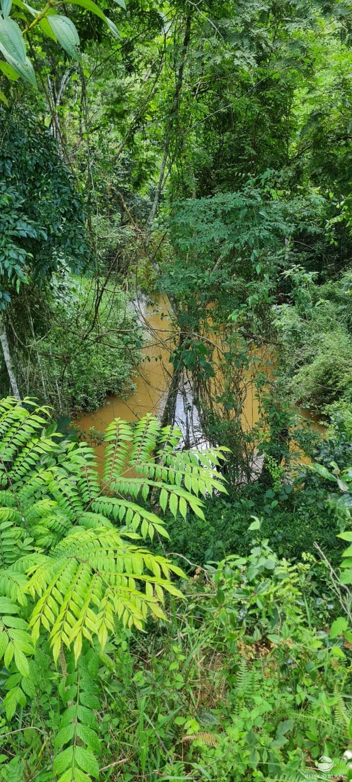 Fazenda à venda com 3 quartos, 47500m² - Foto 17