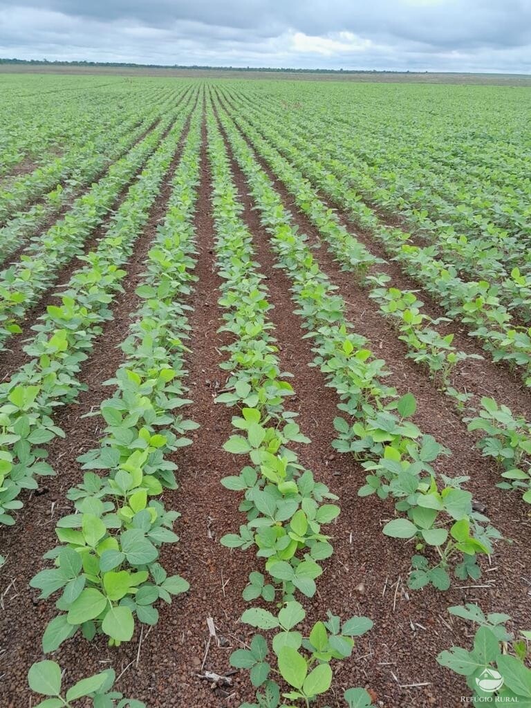 Fazenda à venda com 4 quartos, 21500000m² - Foto 4