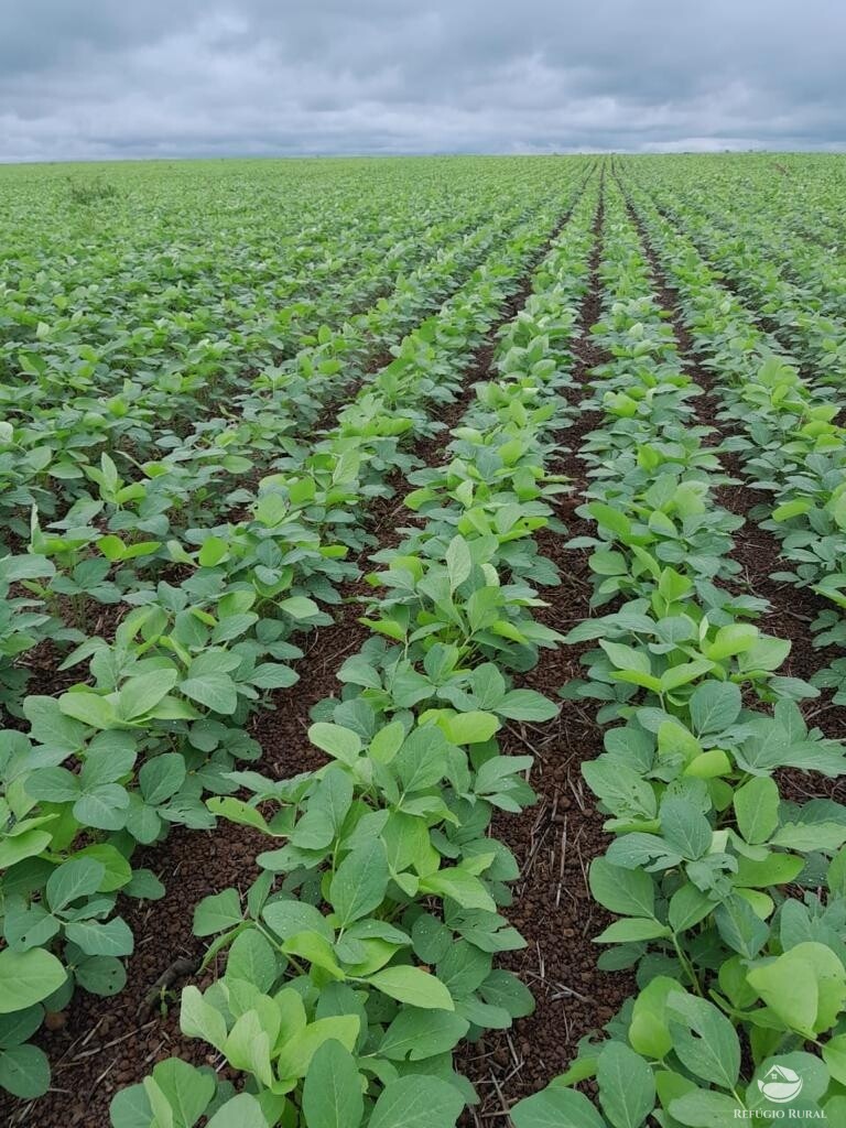 Fazenda à venda com 4 quartos, 21500000m² - Foto 5