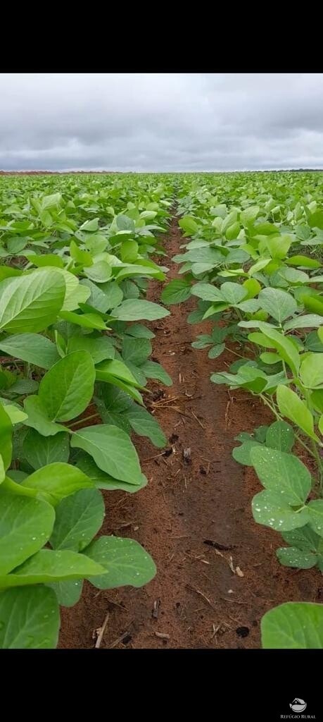 Fazenda à venda com 4 quartos, 21500000m² - Foto 6