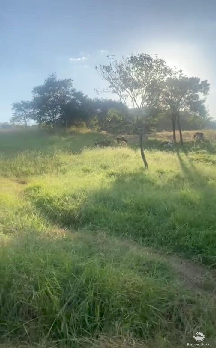 Fazenda, 363 hectares - Foto 3