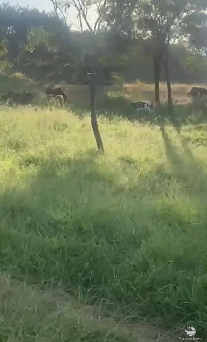 Fazenda, 363 hectares - Foto 6