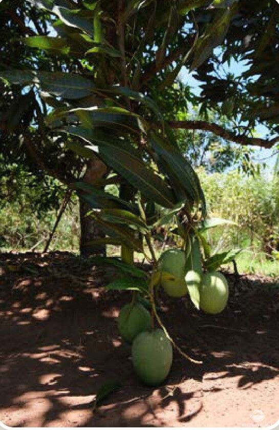 Chácara, 20 hectares - Foto 16
