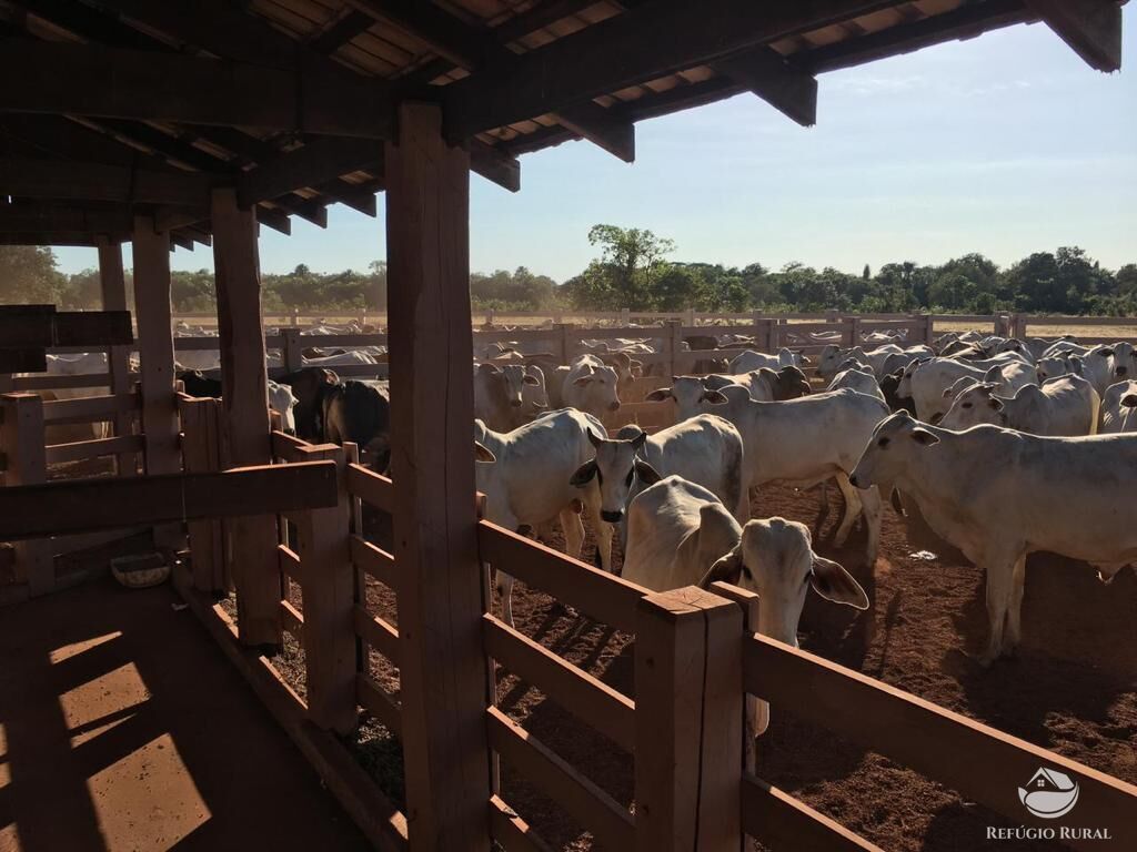 Fazenda, 4381 hectares - Foto 4
