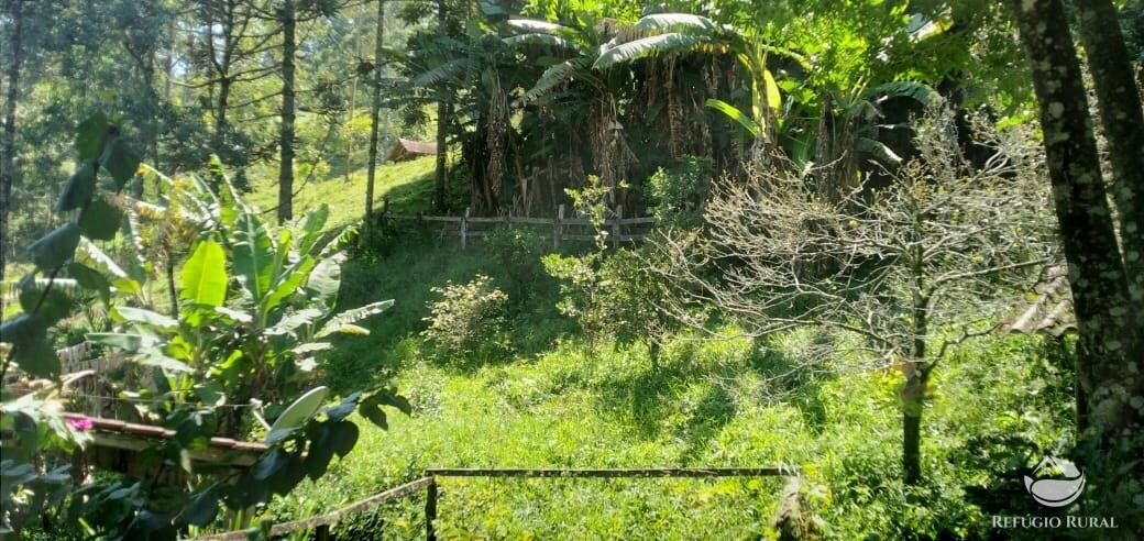 Fazenda à venda com 3 quartos, 900m² - Foto 4