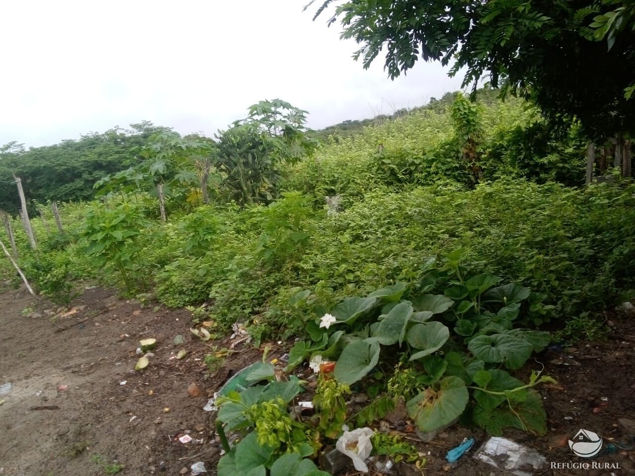 Fazenda à venda com 1 quarto, 23500000m² - Foto 9