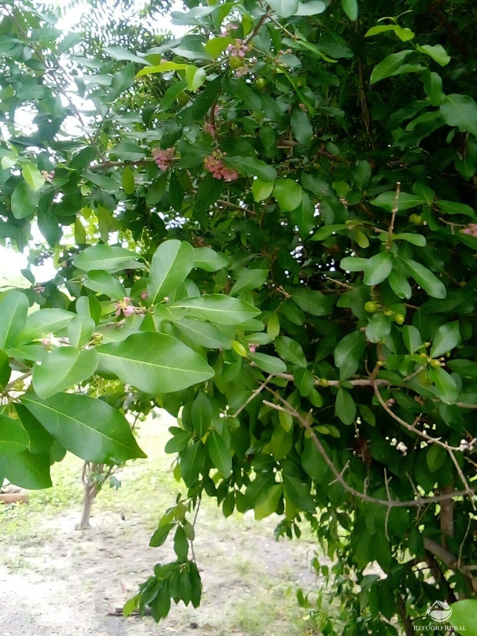 Fazenda à venda com 1 quarto, 23500000m² - Foto 4