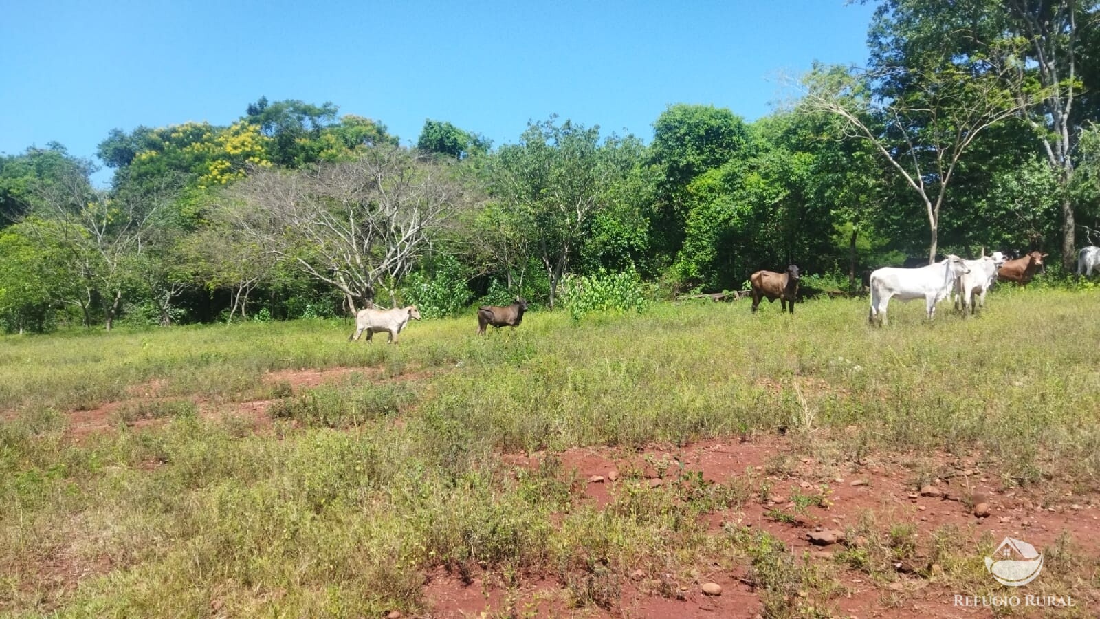 Fazenda à venda com 1 quarto, 411400m² - Foto 18