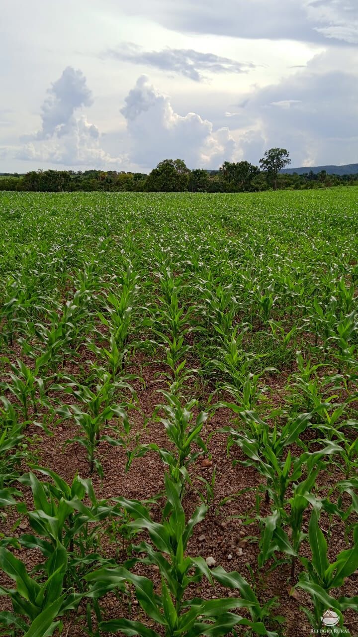 Fazenda à venda com 6 quartos, 50578000m² - Foto 31