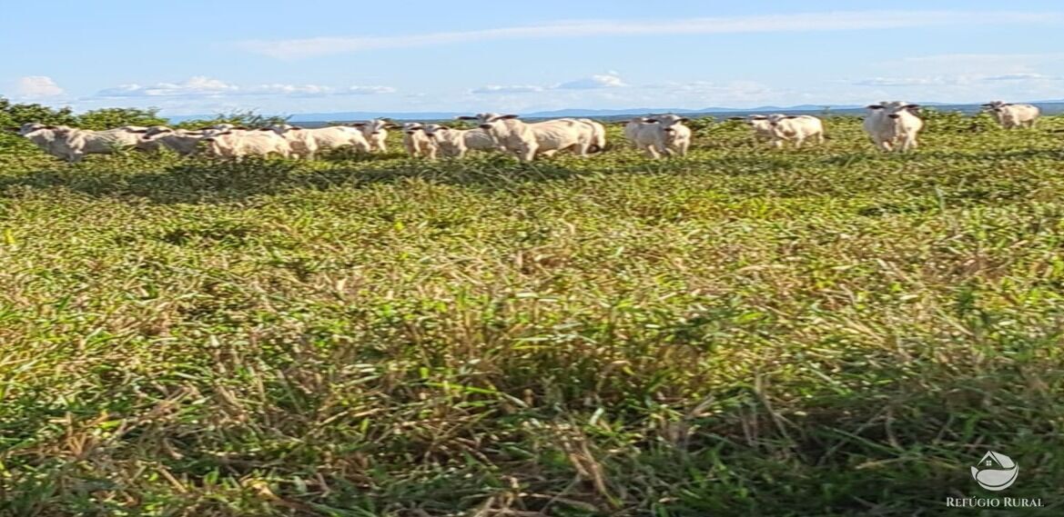 Fazenda à venda com 6 quartos, 50578000m² - Foto 17