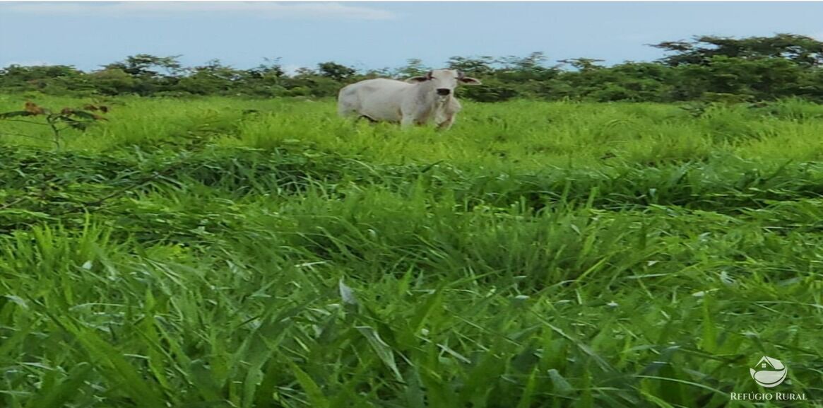 Fazenda à venda com 6 quartos, 50578000m² - Foto 12