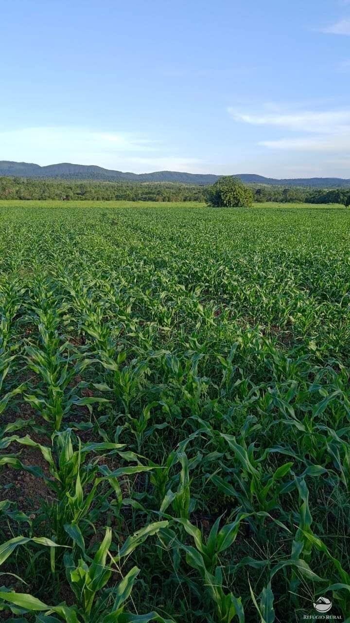 Fazenda à venda com 6 quartos, 50578000m² - Foto 10