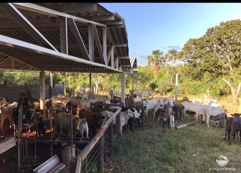 Fazenda à venda com 3 quartos, 683000m² - Foto 45