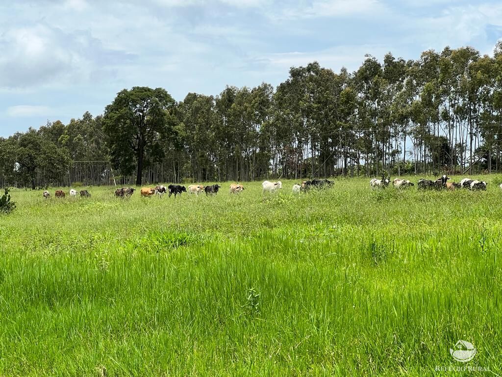 Fazenda à venda com 3 quartos, 683000m² - Foto 9