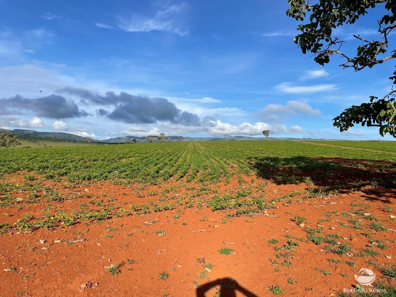Fazenda, 1480 hectares - Foto 10