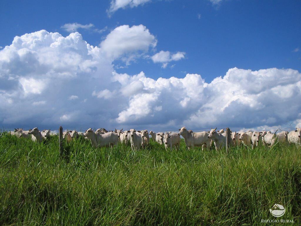 Fazenda, 1480 hectares - Foto 11