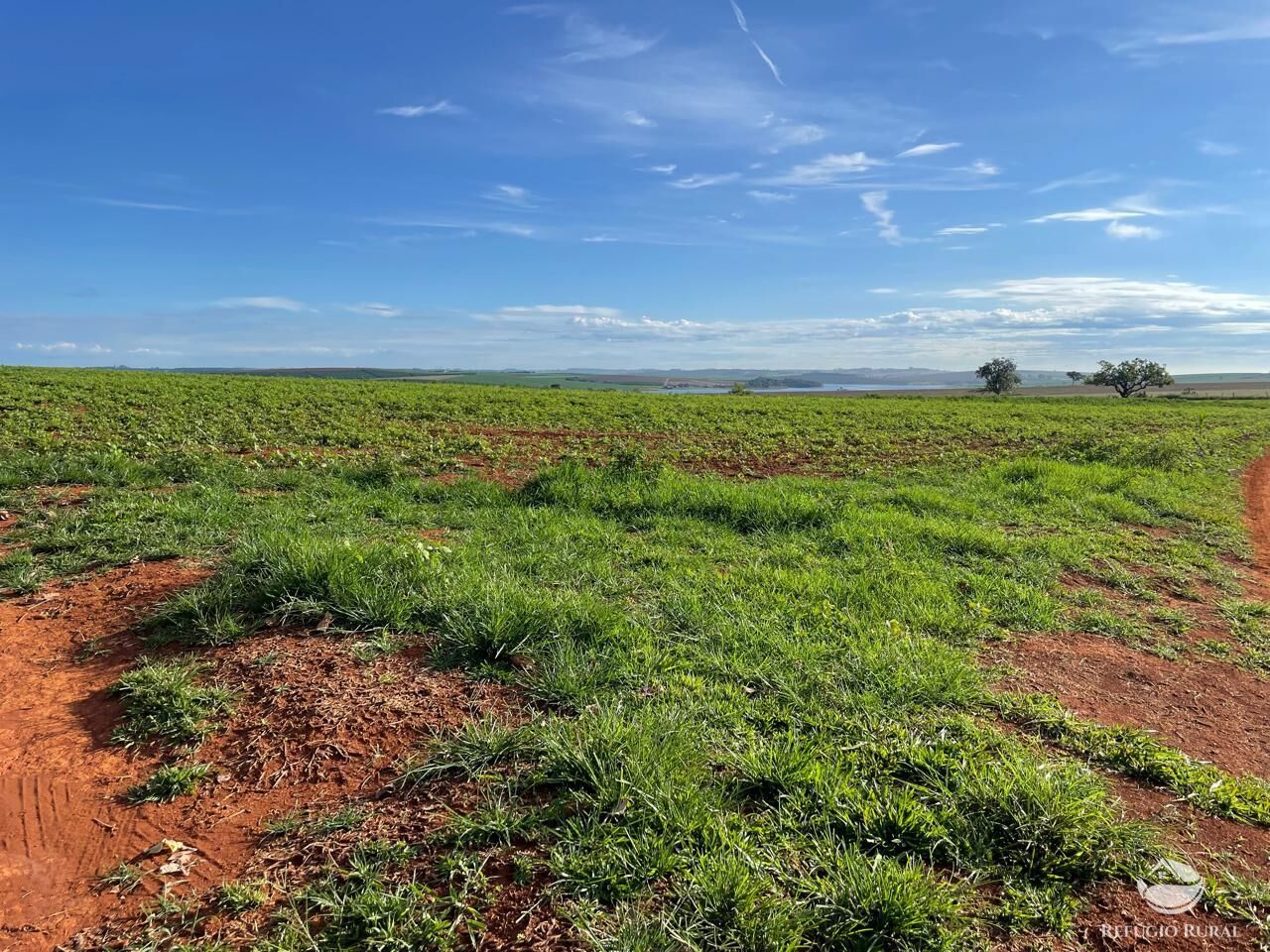 Fazenda, 1480 hectares - Foto 7