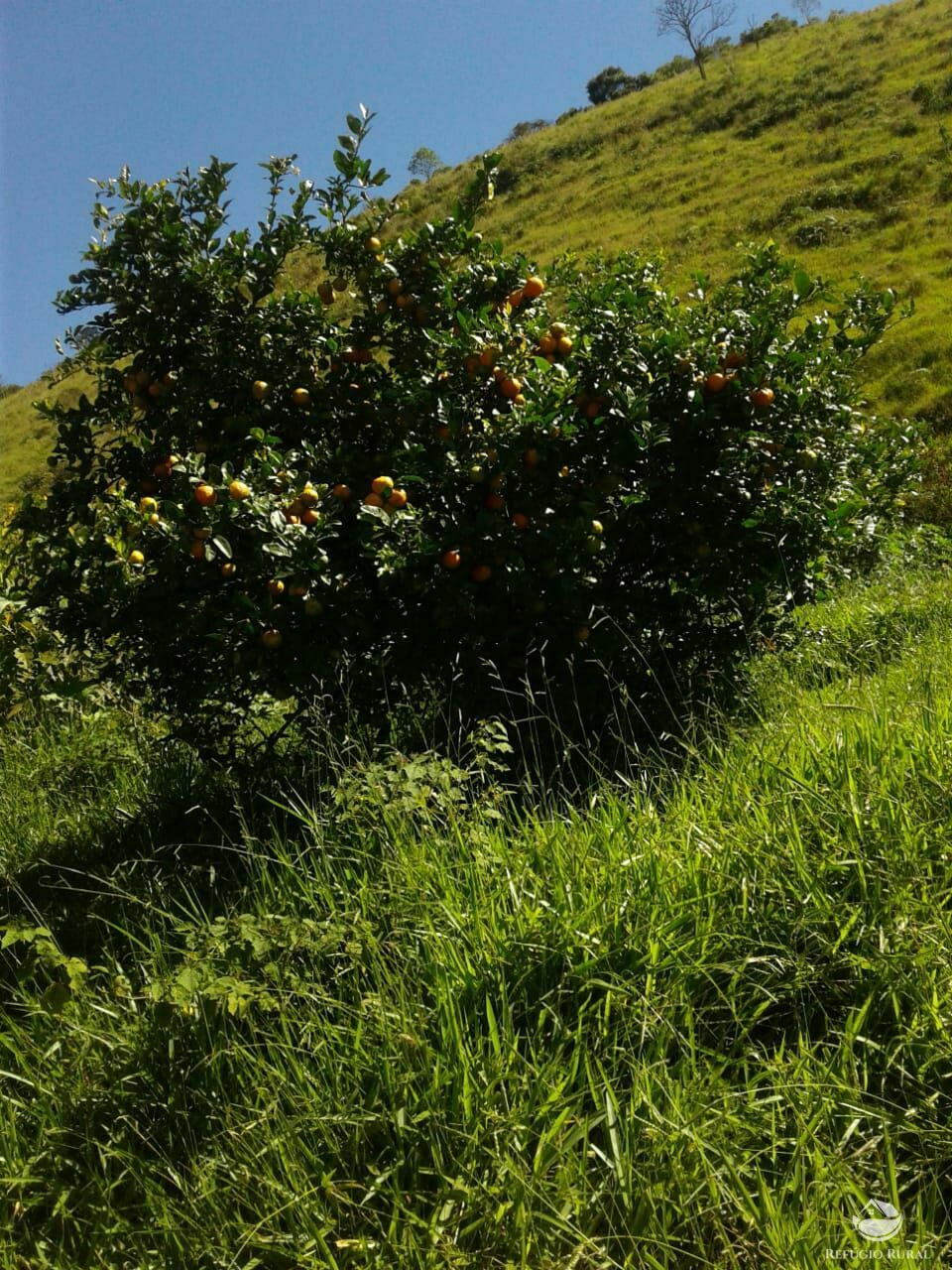 Fazenda à venda com 1 quarto - Foto 21