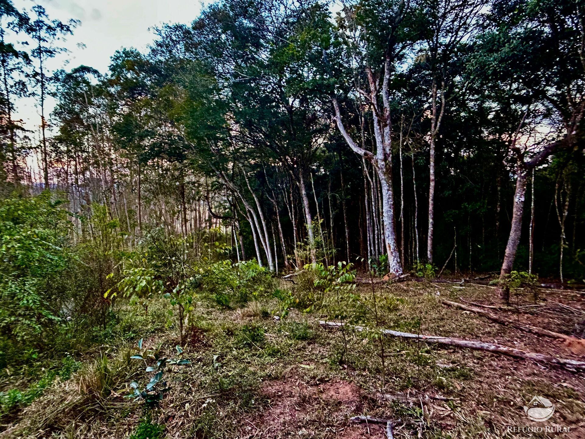 Sítio à venda com 1 quarto, 701800m² - Foto 46