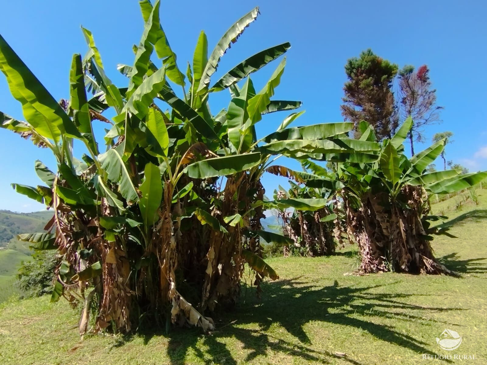 Fazenda à venda com 3 quartos, 12100m² - Foto 13