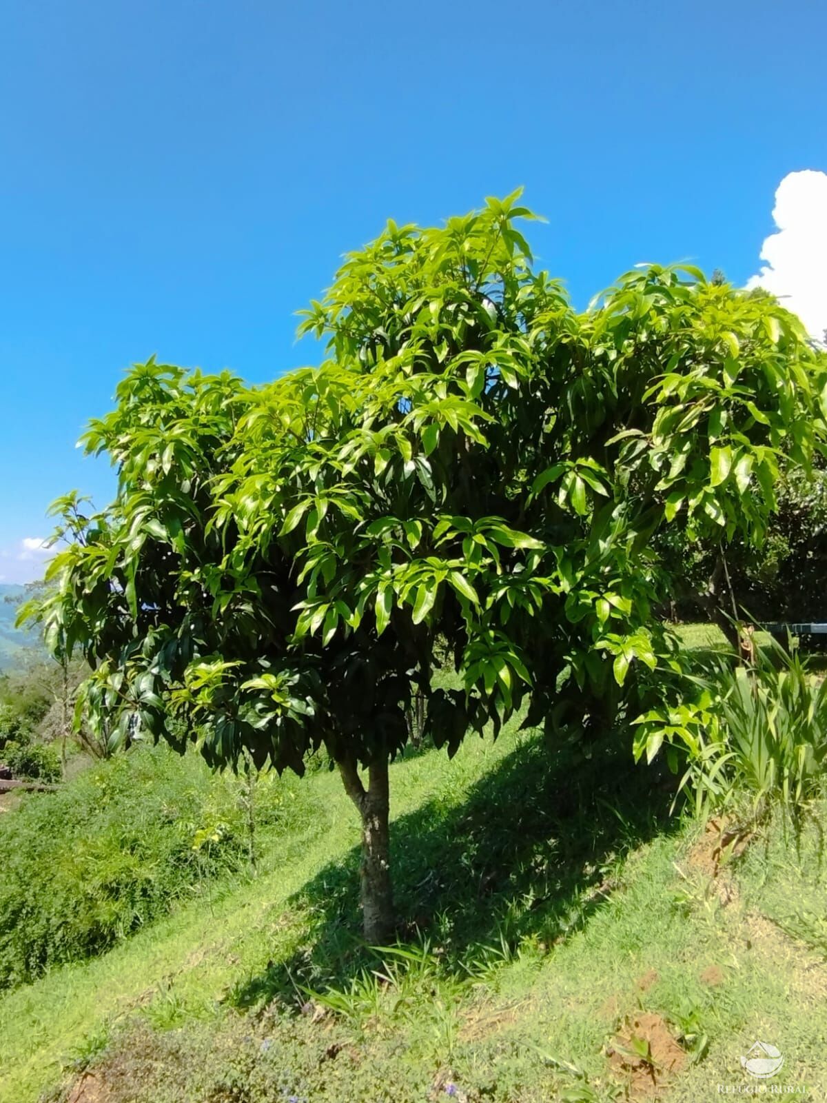 Fazenda à venda com 3 quartos, 12100m² - Foto 16