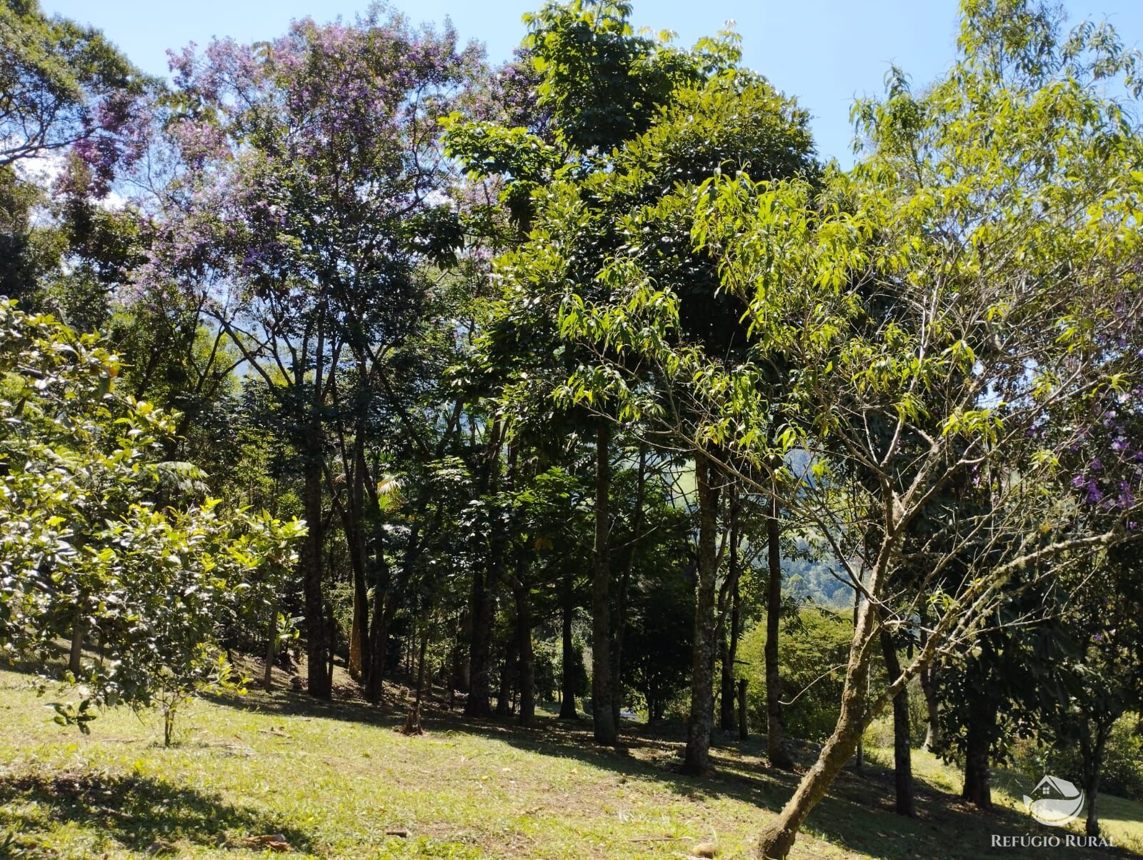 Fazenda à venda com 3 quartos, 12100m² - Foto 8