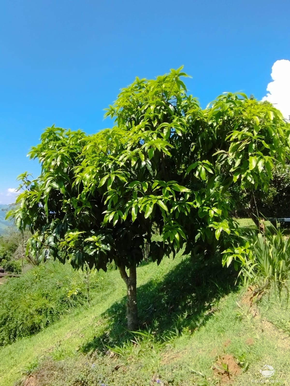 Fazenda à venda com 6 quartos, 24200m² - Foto 30