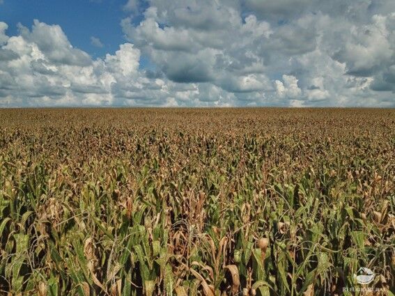 Fazenda à venda com 1 quarto, 12000000m² - Foto 2