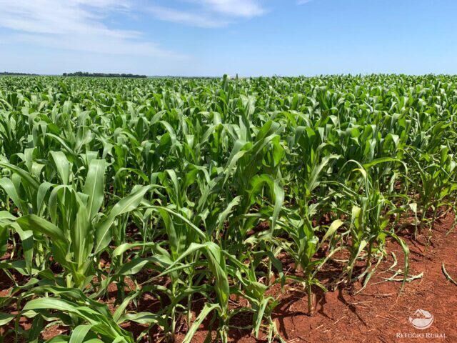 Fazenda à venda com 1 quarto, 12000000m² - Foto 4