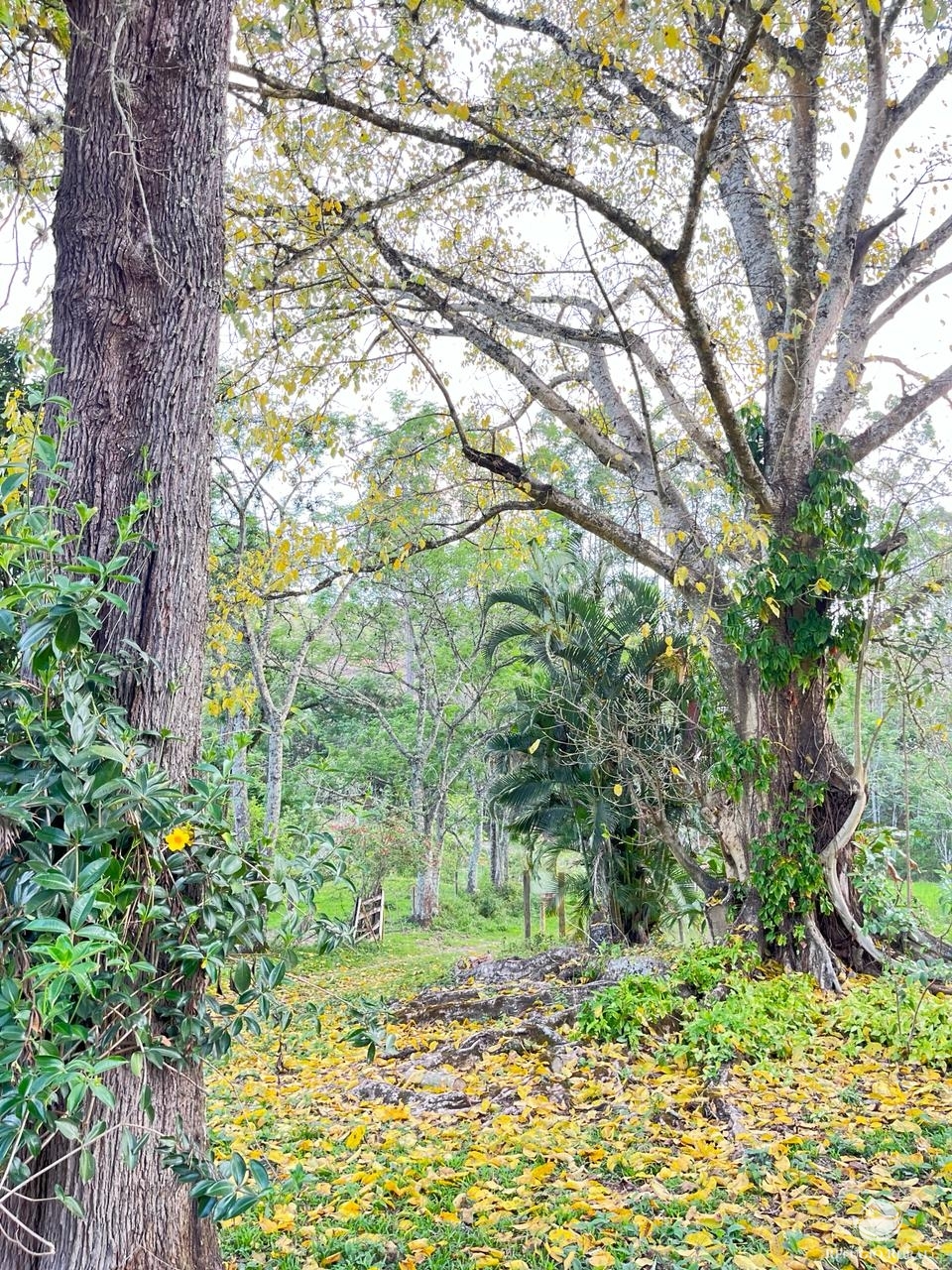 Fazenda à venda com 6 quartos, 1452000m² - Foto 4