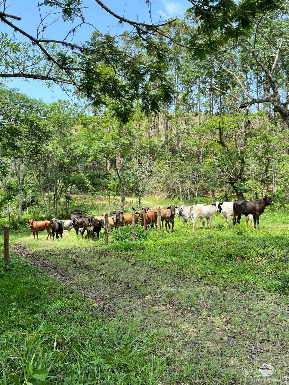 Fazenda à venda com 6 quartos, 1452000m² - Foto 14