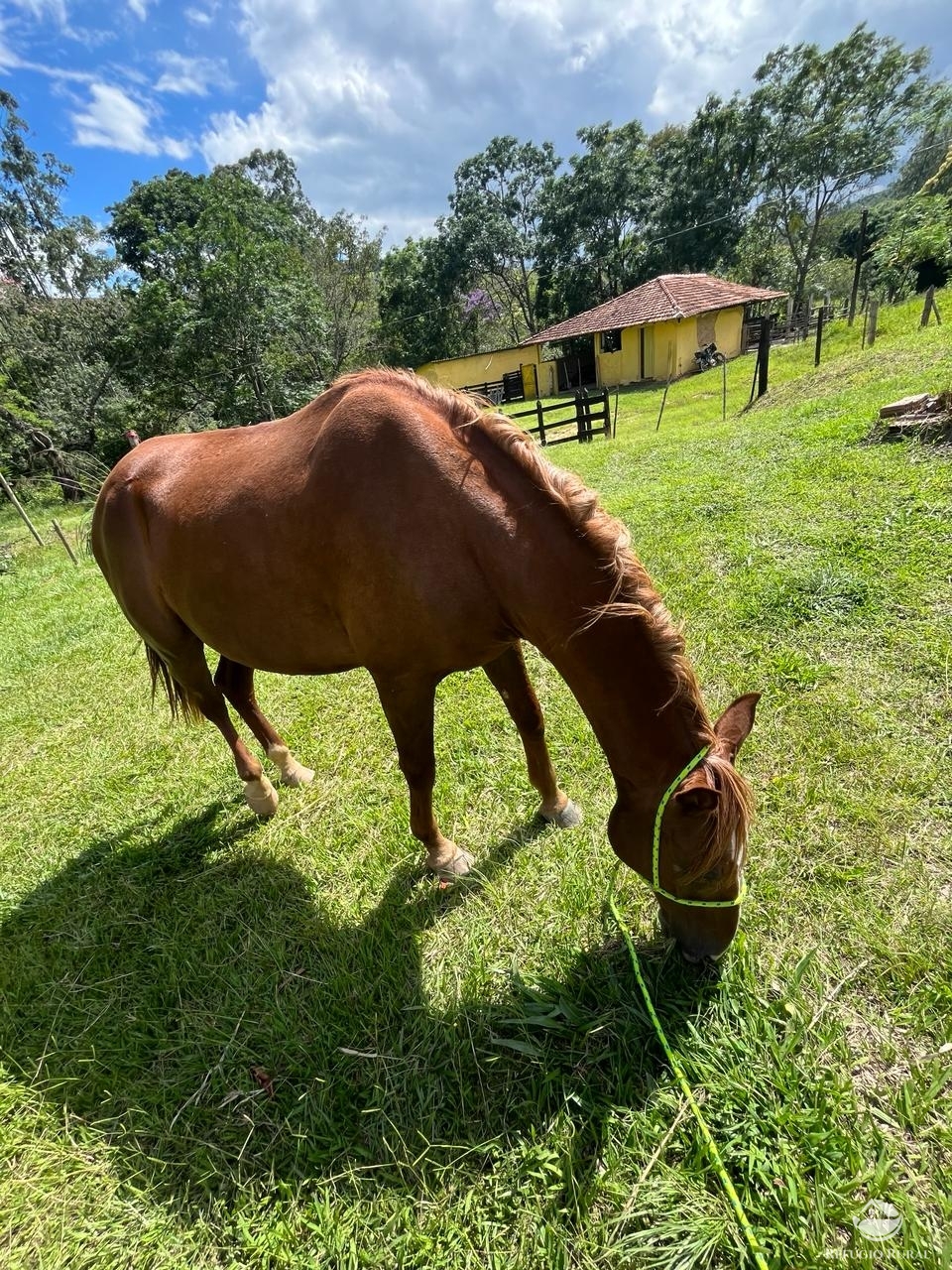 Fazenda à venda com 6 quartos, 1452000m² - Foto 13