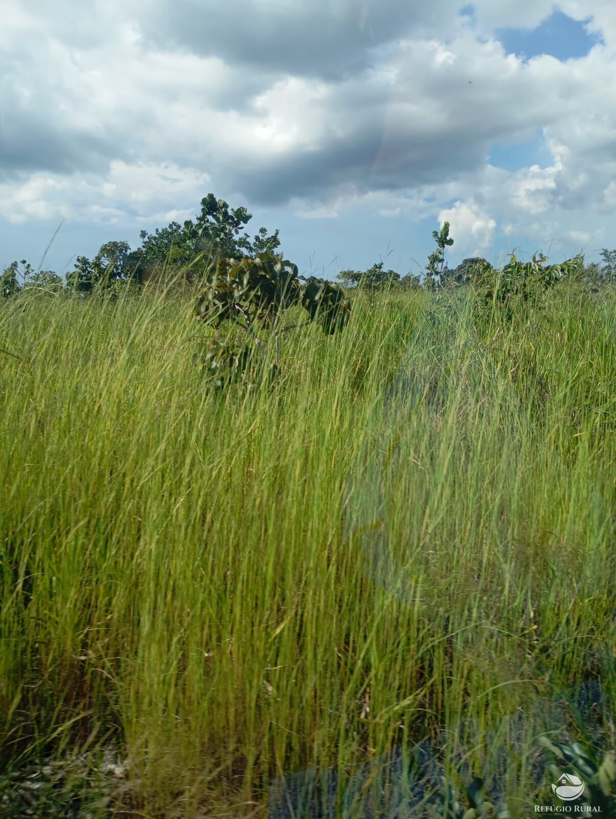 Fazenda, 215 hectares - Foto 4