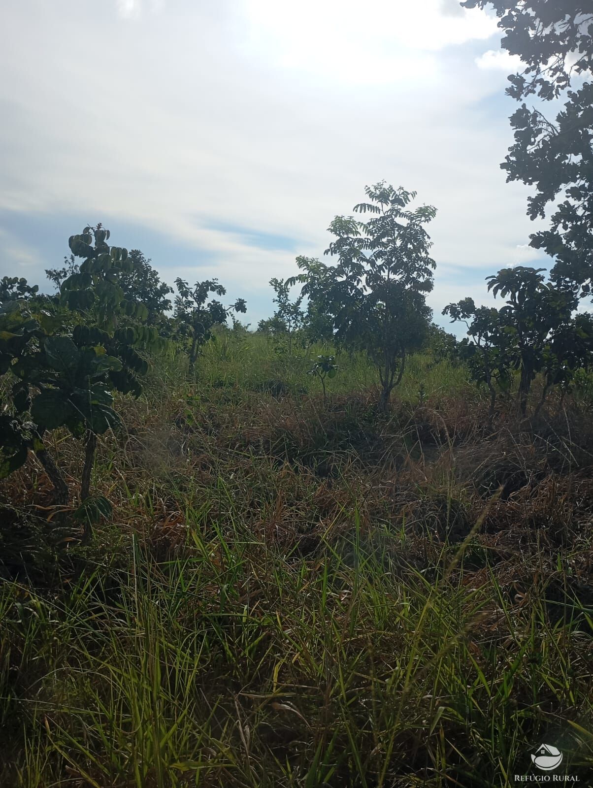 Fazenda, 215 hectares - Foto 5