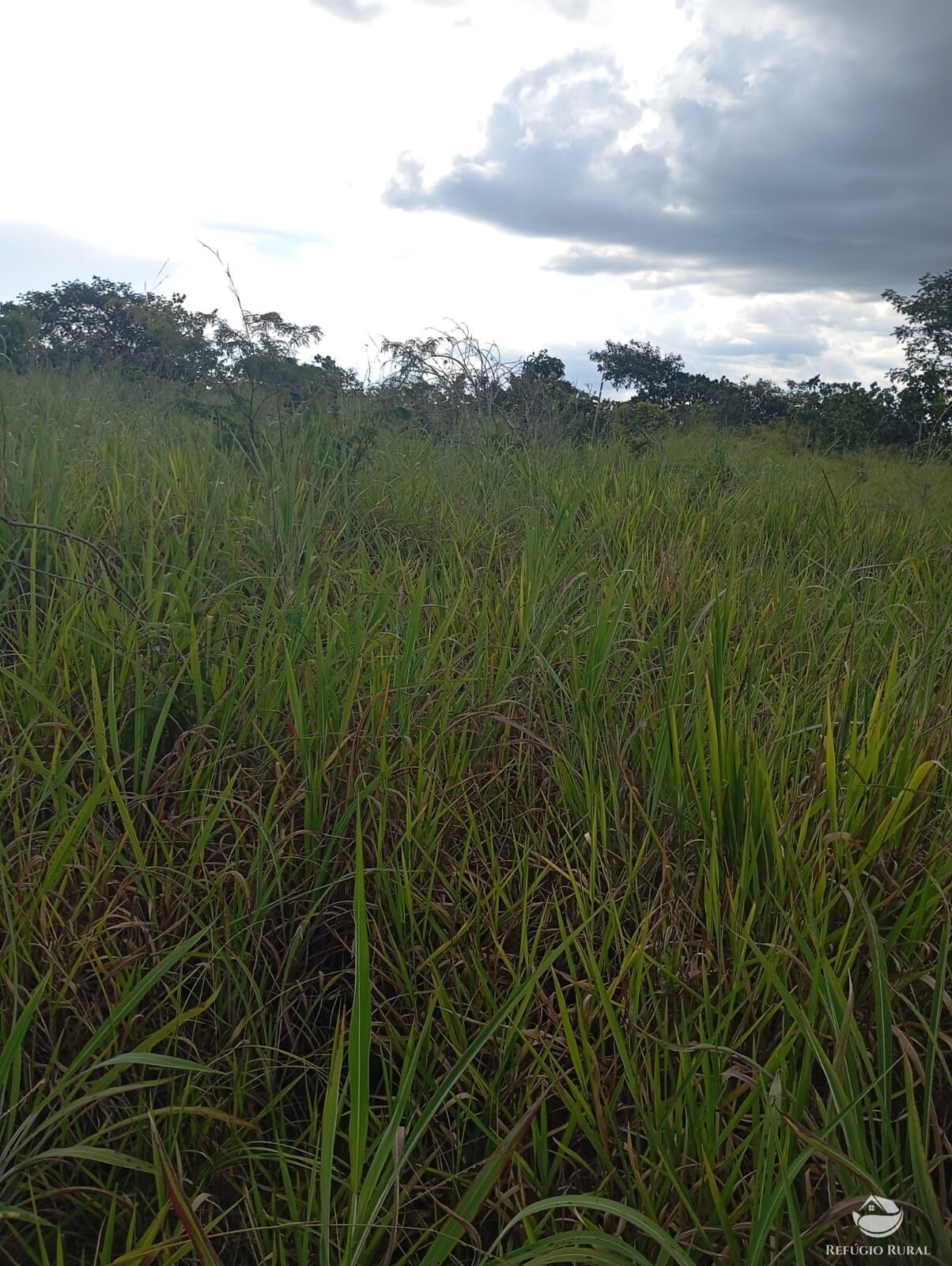 Fazenda, 215 hectares - Foto 3