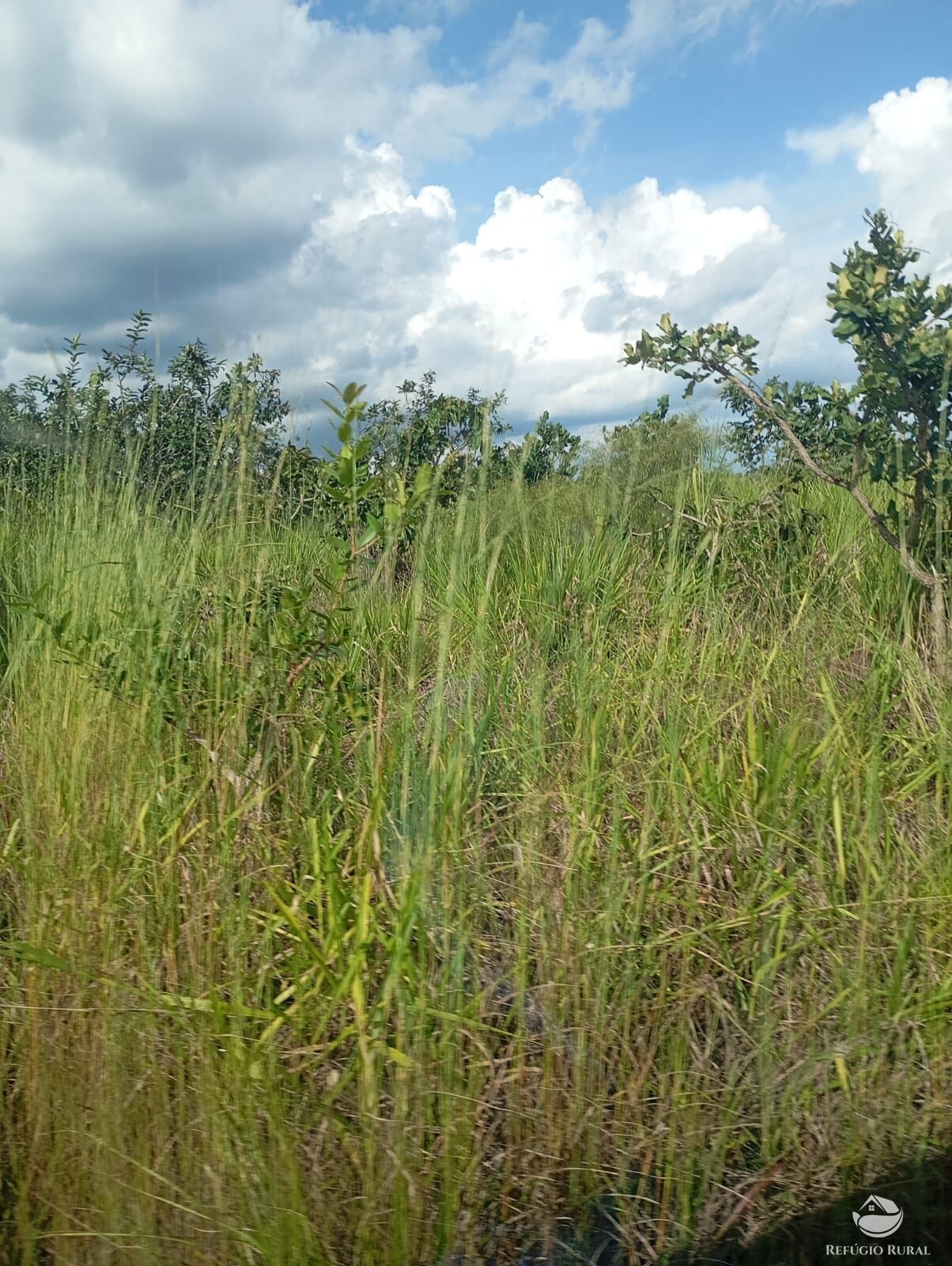 Fazenda, 215 hectares - Foto 19