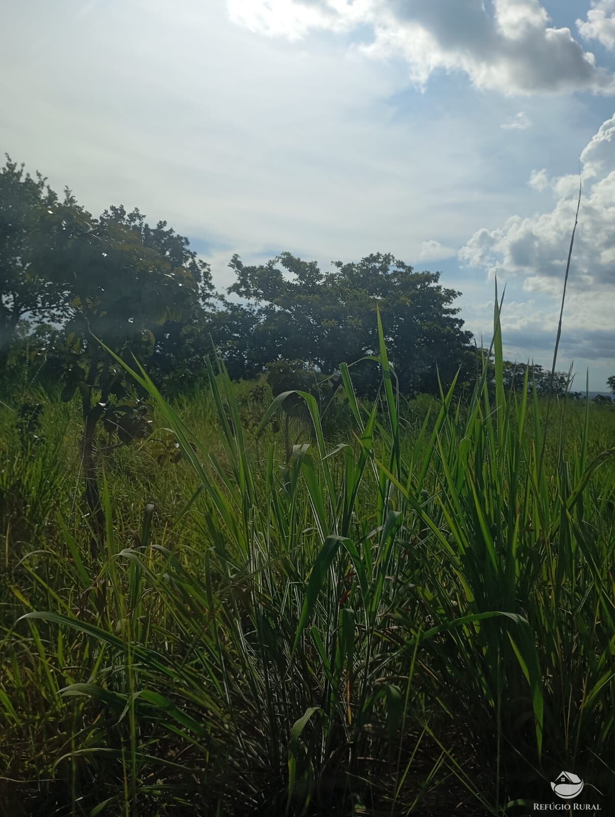 Fazenda, 215 hectares - Foto 16
