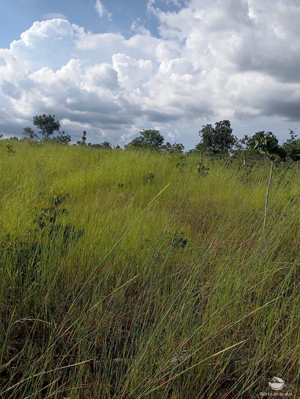 Fazenda, 215 hectares - Foto 18