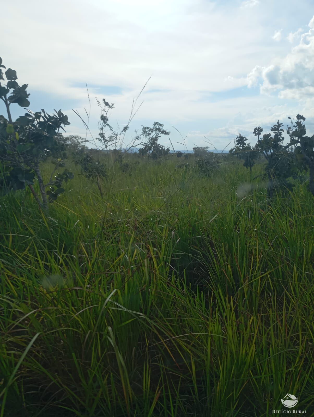 Fazenda, 215 hectares - Foto 14