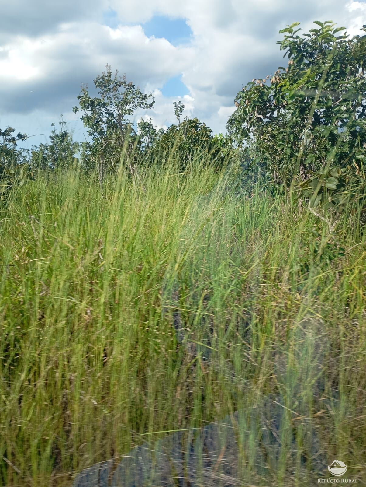 Fazenda, 215 hectares - Foto 10