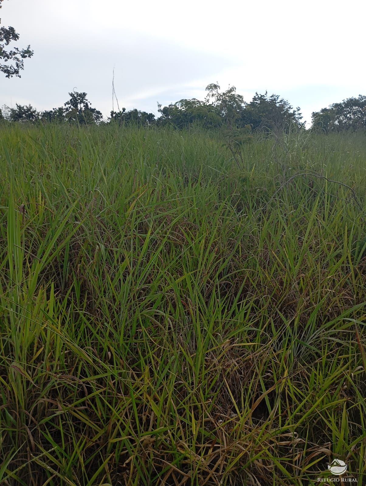 Fazenda, 215 hectares - Foto 9
