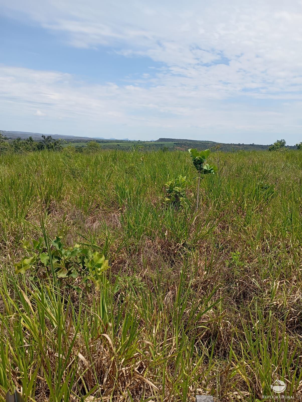 Fazenda, 215 hectares - Foto 2