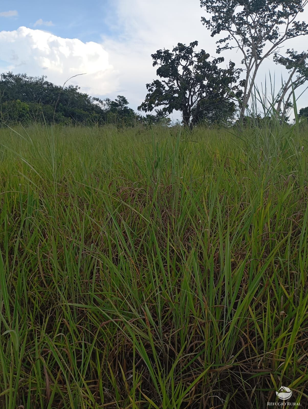Fazenda, 215 hectares - Foto 11