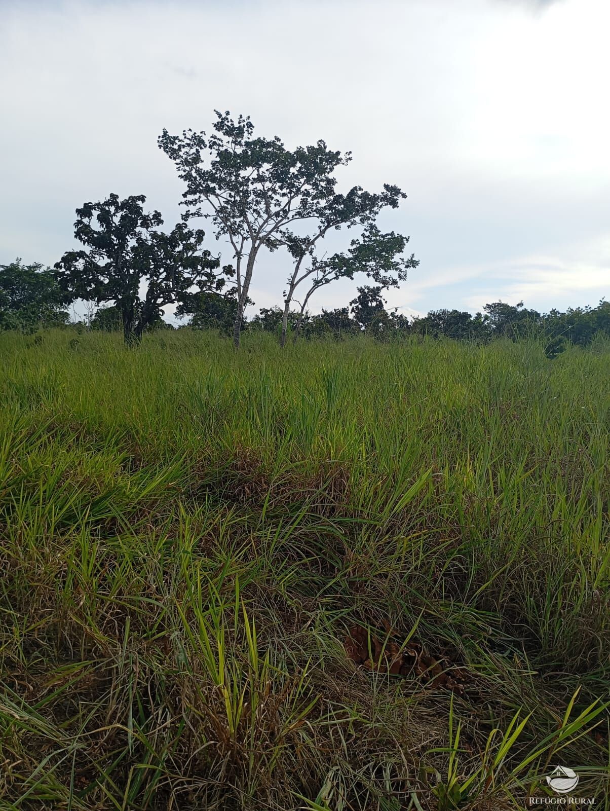 Fazenda, 215 hectares - Foto 17