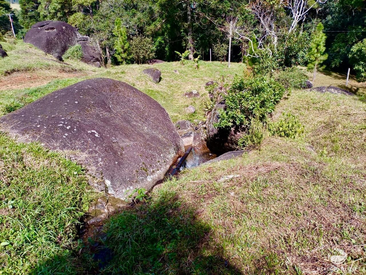 Fazenda, 203 hectares - Foto 5