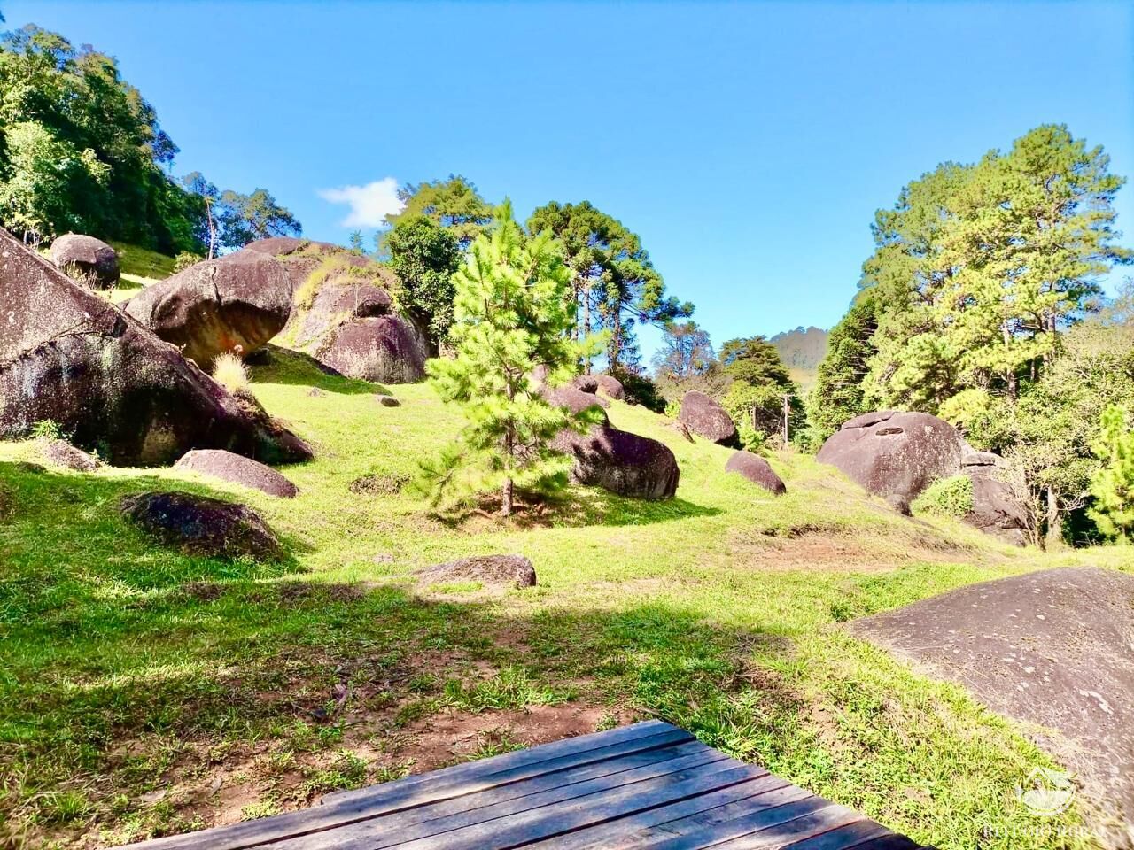 Fazenda, 203 hectares - Foto 4