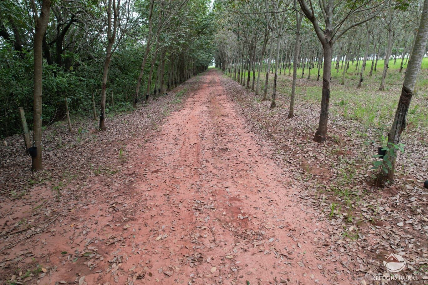 Fazenda, 46 hectares - Foto 5